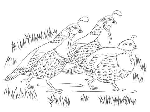 California Quails Coloring Page